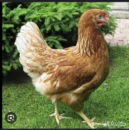 Куры несушки