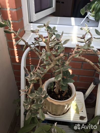 Хойя взрослая