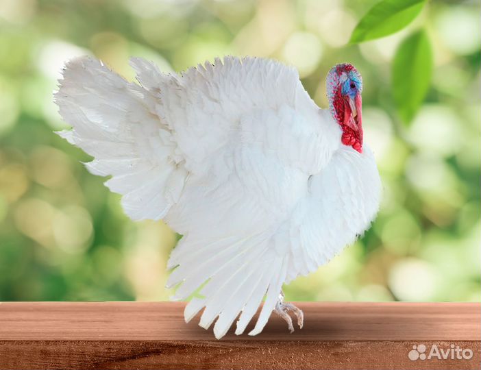 Индюшата суточные Биг 6