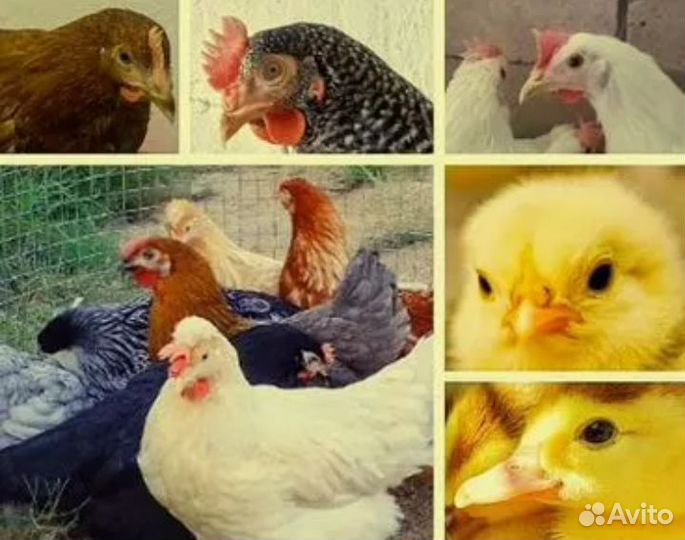 Цыплята бройлер,куры несушки,индюшата,утята,гусята
