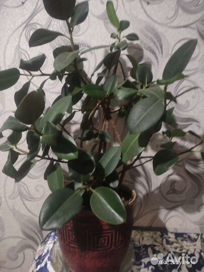 Большой Фикус в керамическом горшке