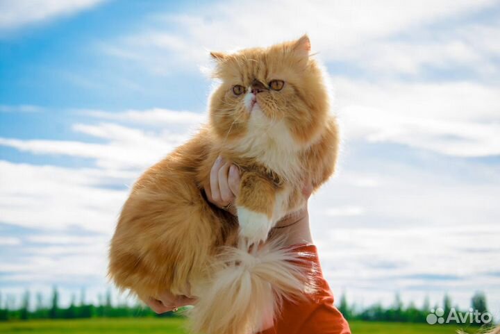 Котик для вязки