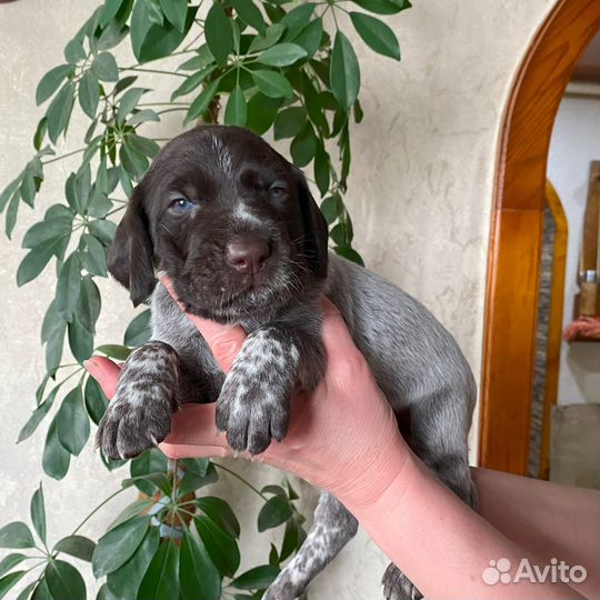 Щенки Дратхаара