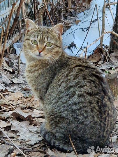 Кошечка в добрые руки
