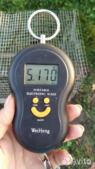 Продается кролик