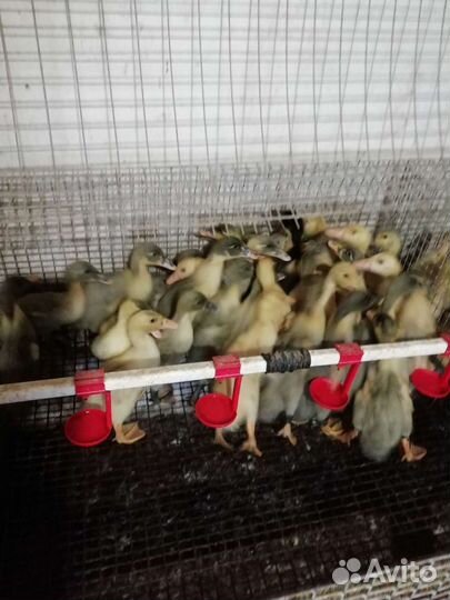 Гуси, утки, муларды