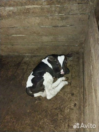 Телята бычки