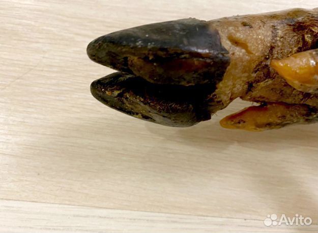 Хамон Иберико оптом