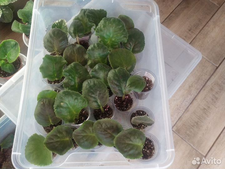 Сортовые фиалки