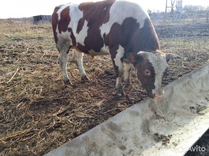 Быки на мясо