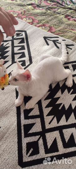 Котята породы Девон Рекс
