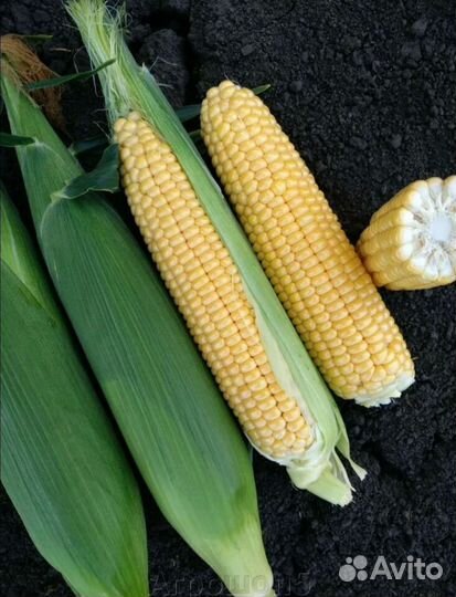 Сладкая кукуруза мегатон