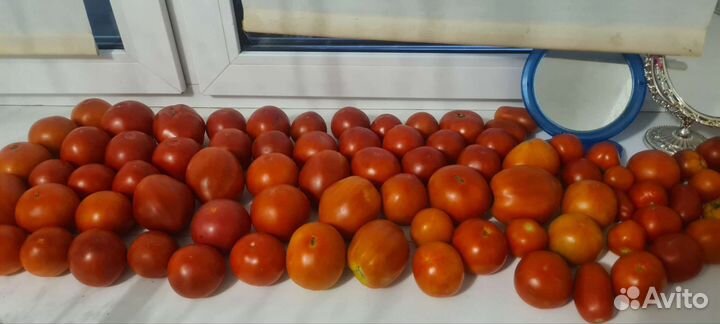 Помидоры домашние садовые