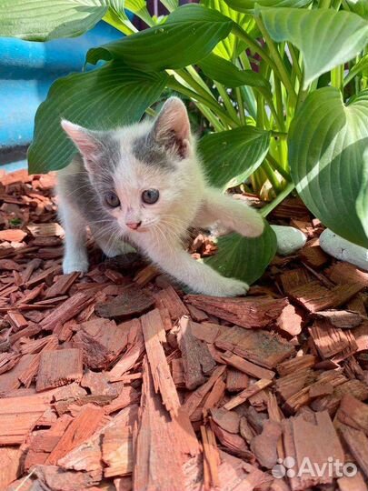Котëнок