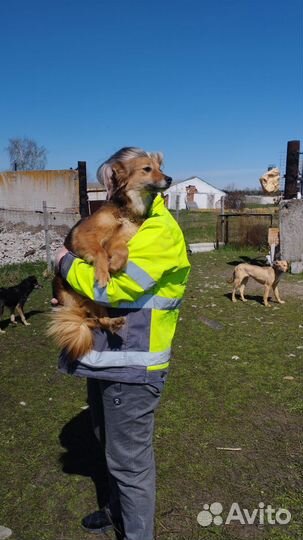 Собака в добрые руки