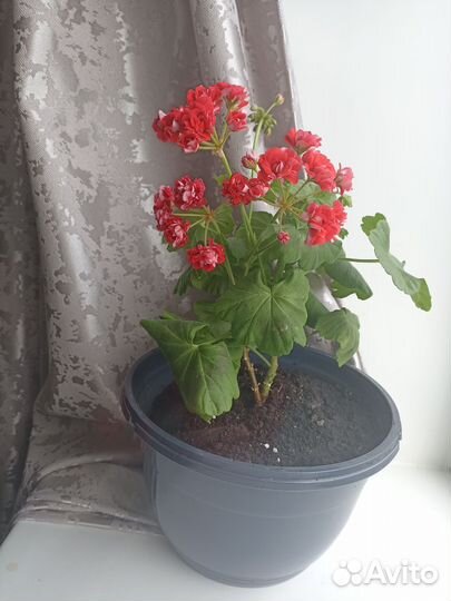 Пеларгония герань