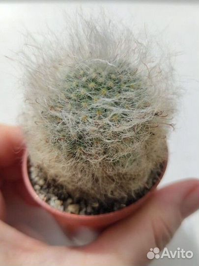 Кактус маммилярия