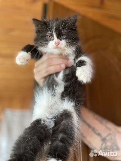 Кошка в дар бесплатно