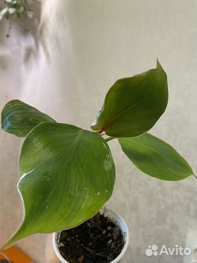 Филодендрон белый рыцарь