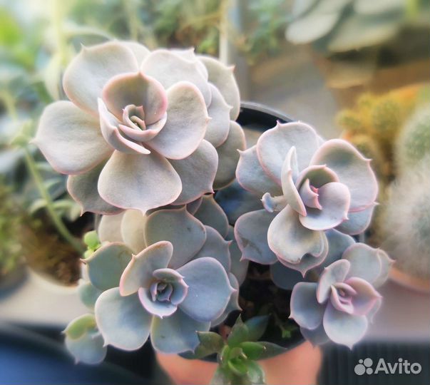 Пахиверии, Каланхоэ, Эхиверии, Граптоседум