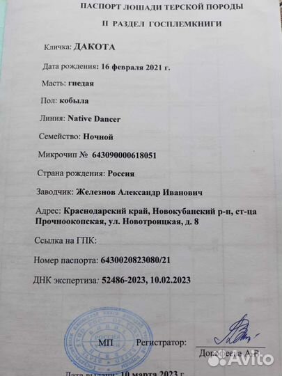 Продажа лошадей