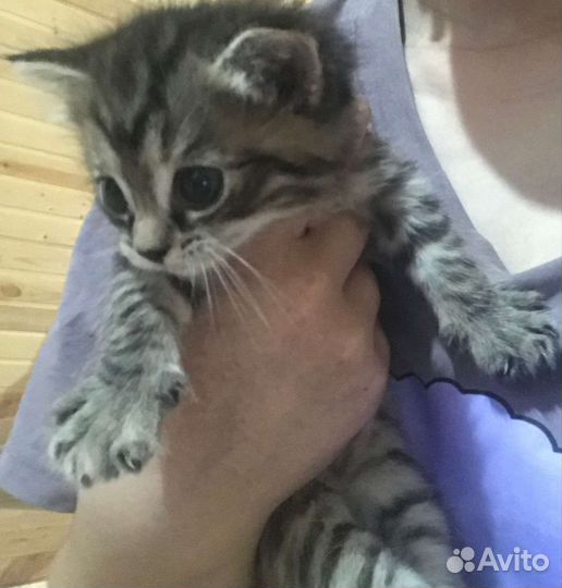 Кошки в добрые руки бесплатно