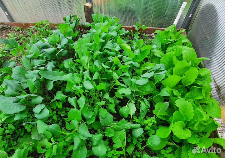 Рассада ранней капусты