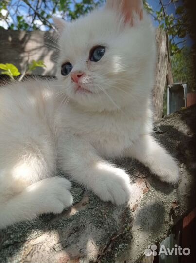 Британская серебристая шиншилла котята