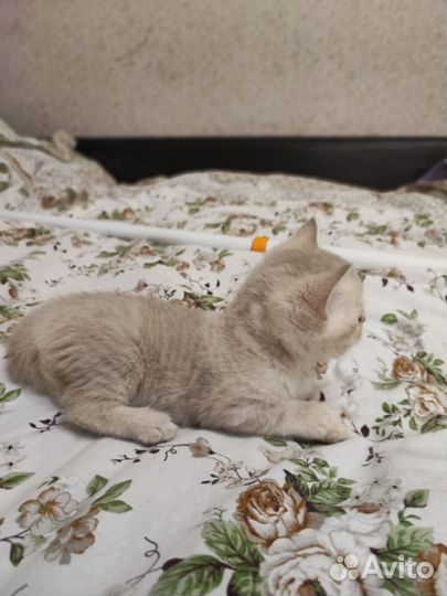 Британские котята