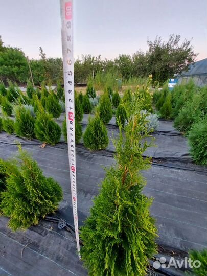 Туя западная смарагд