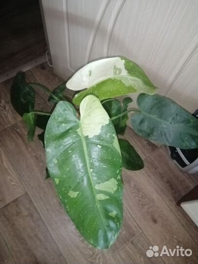Филодендрон карамель плуто