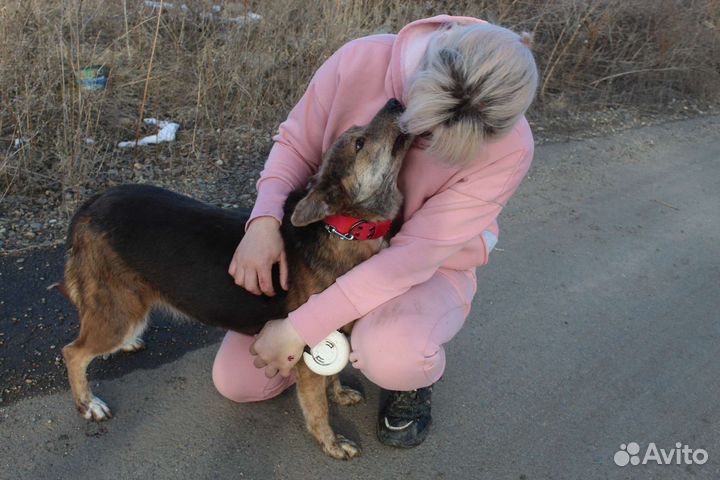 Нескучная собака в добрые руки