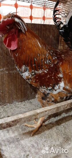 Петухи русской хохлатой и барковской