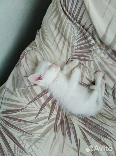 Котенок