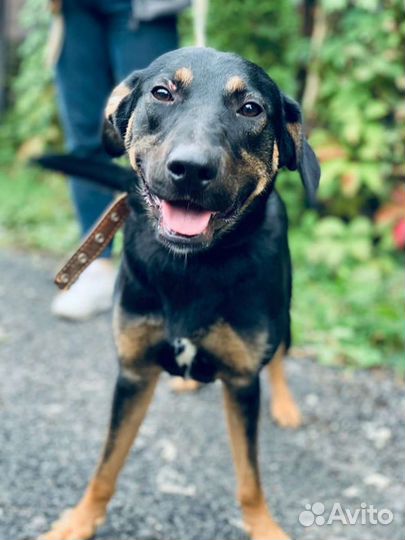 Молодой пёс в дар