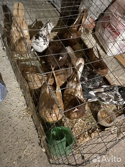 Продажа николаевских голубей, бакинских