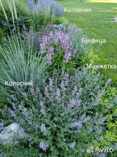 Цветы многолетние