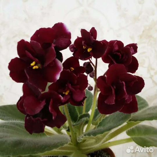 Сортовые фиалки