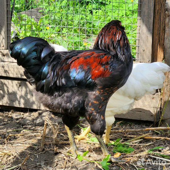 Семья Амераукан