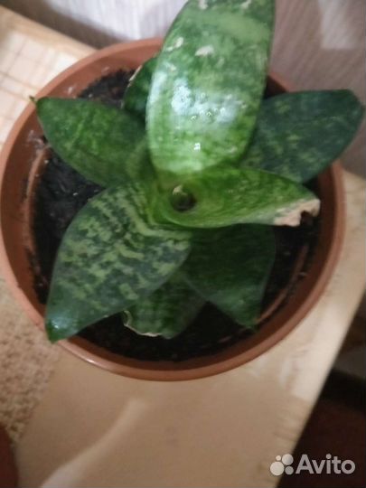 Сансевиерия (тещин язык)