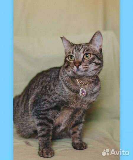 Кошечка в добрые руки