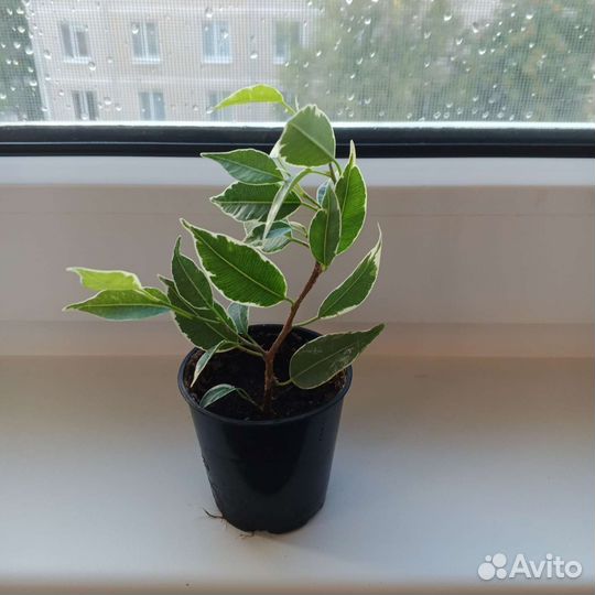 Фикус бенджамина Нина