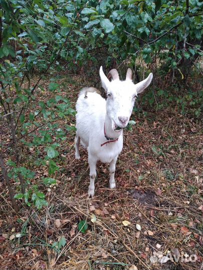 Молоко козье. Мясо козье