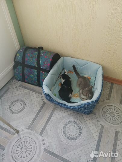 Две британские кошеки девочки 2,5 мес