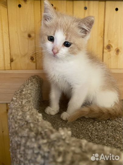 Кошечка в добрые руки