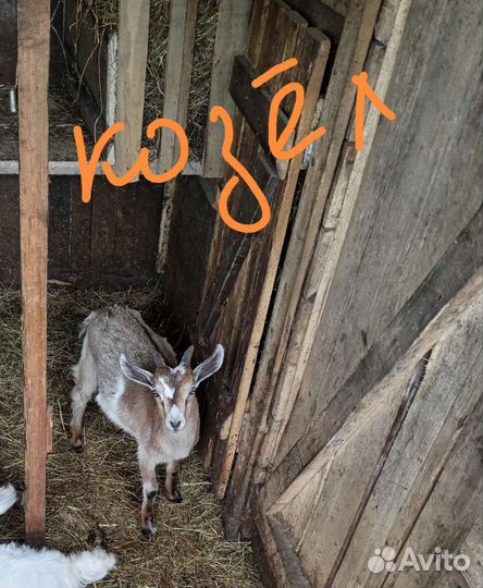 Козочка и козлики
