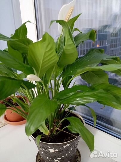 Спатифиллум