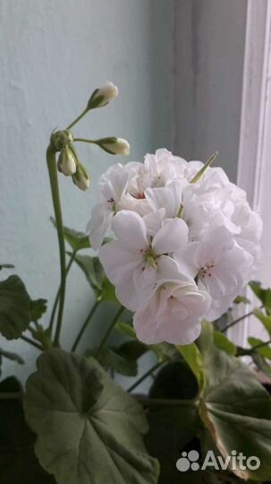 Пеларгонии (герани)