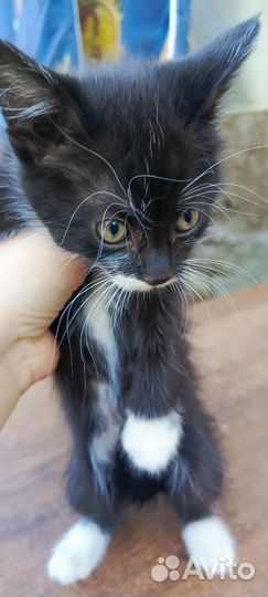 Котята в добрые руки бесплатно