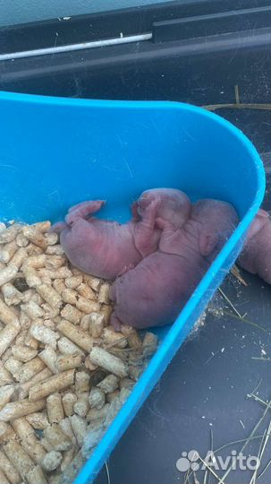 Декоративные кролики гермелин бронь для Натальи